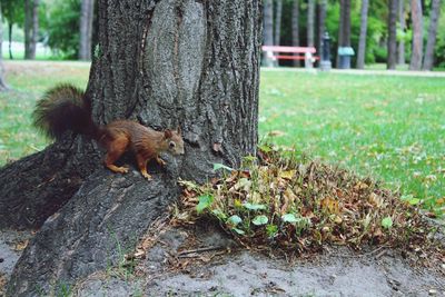 Squirrel on tree trunk