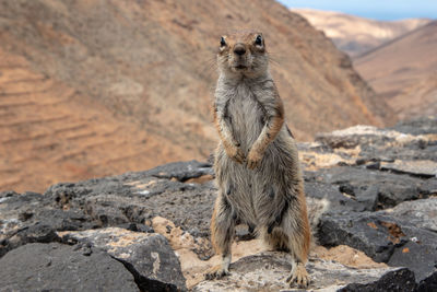 Portrait of squirrel on rock