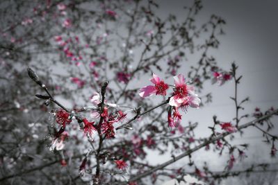 Low angle view of cherry blossoms