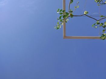 Low angle view of tree against clear blue sky