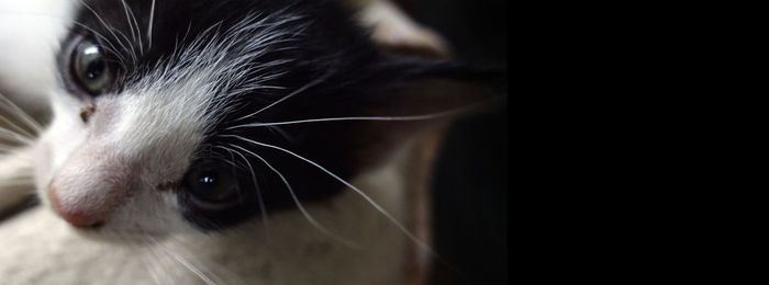 Close-up portrait of a cat
