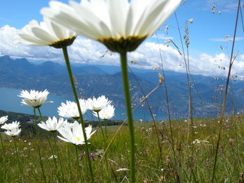 Close-up of white flowering plant on field