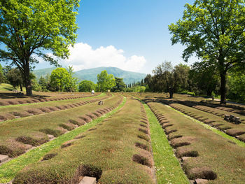 Scenic view of agricultural field against sky