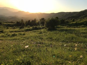 Scenic view of field against sky during sunset