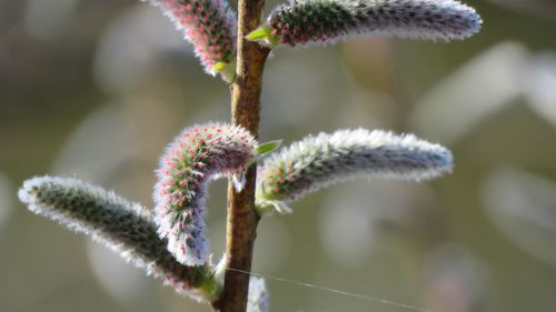 Close-up of flowering plant