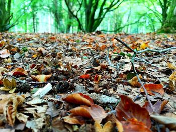 Close-up of fallen autumn leaves on field