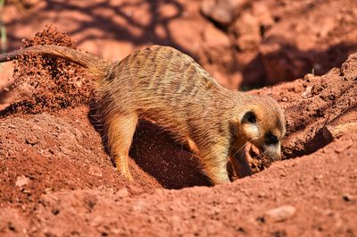 Meerkat digs a deep hole in the sand