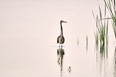 View of bird in lake