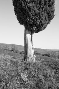 Tree on field against clear sky