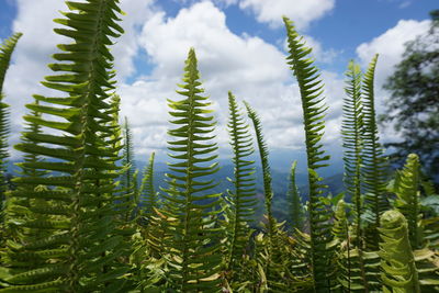 Close-up of pine tree