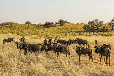 Wildebeests on landscape against clear sky