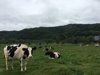 Cows grazing in a field