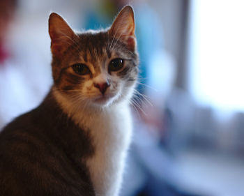 Close-up portrait of a cat