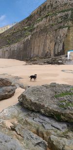 View of dog on rock