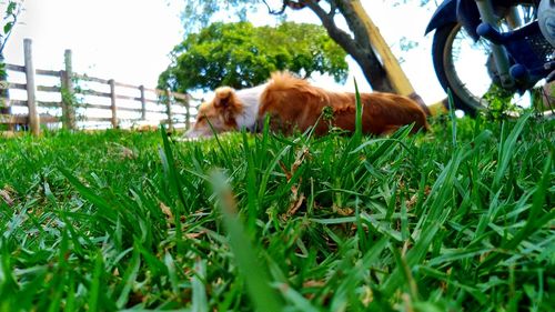 View of a dog on field