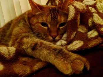 Close-up of cat