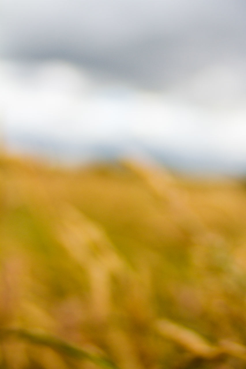 CLOSE-UP OF BLURRED LAND