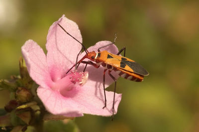 Close-up of insect on flower