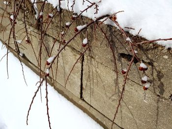 Close-up of snow on branch against sky