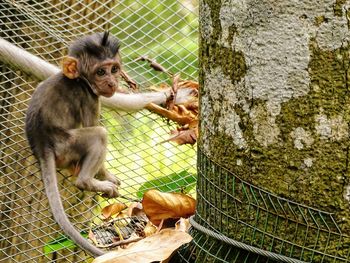 Monkey in cage at zoo