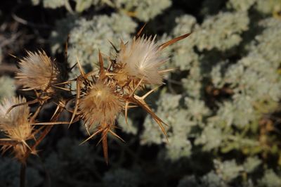 Close-up of thistle on plant