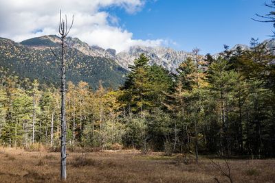 Pine trees in forest against sky