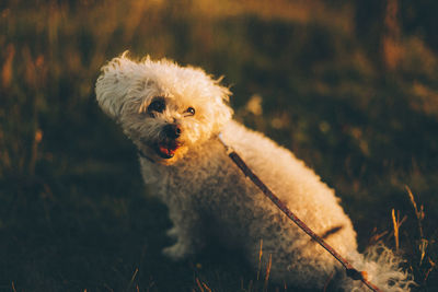 Portrait of dog on field at sunset