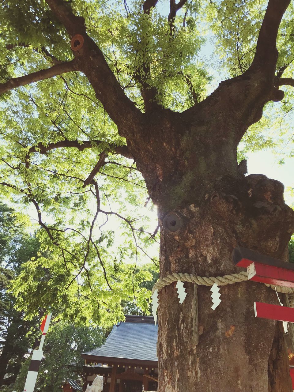 tree, plant, tree trunk, trunk, nature, growth, day, low angle view, branch, outdoors, no people, architecture, built structure, wood - material, focus on foreground, bark, green color, park, building exterior, forest