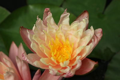 Close-up of pink flowers