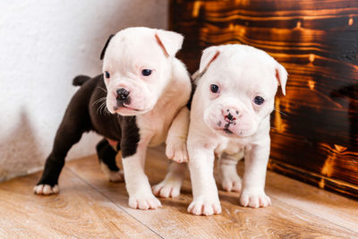 Close-up of english bulldog puppies standing on hardwood floor