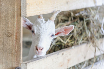 Close-up of goat in pen