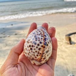 Cropped hand holding tiger cowrie shell  at beach