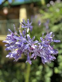 Close-up of purple flowering plant