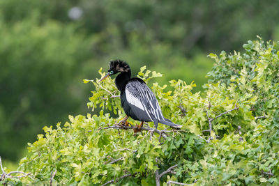 Close-up of bird perching on tree