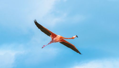 Low angle view of a bird flying