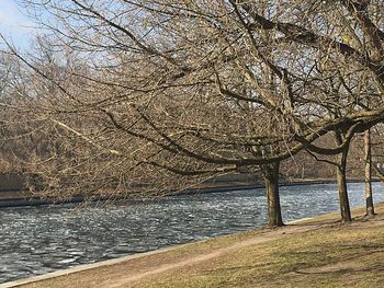 Bare tree on beach against sky