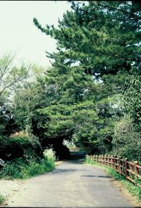 Road amidst trees against sky