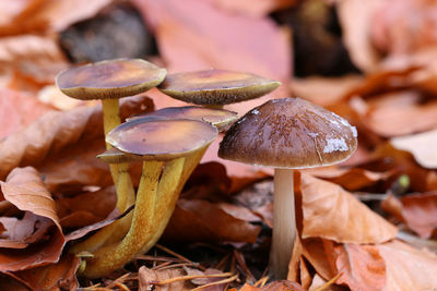 Close-up of mushrooms growing on field