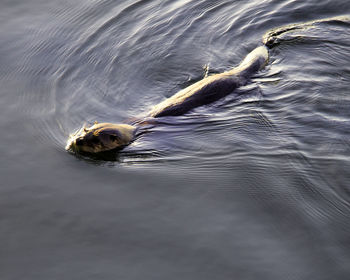 High angle view of otter swimming in sea