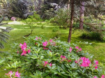 Pink flowers growing on tree