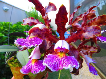 Close-up of pink flower