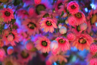 Close-up of flowers blooming outdoors