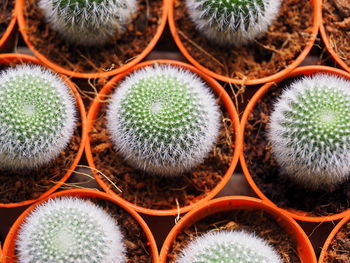 Directly above shot of cactus growing in pots