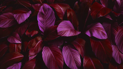 Full frame of purple leaves pattern background, nature lush foliage leaf texture , tropical leaf