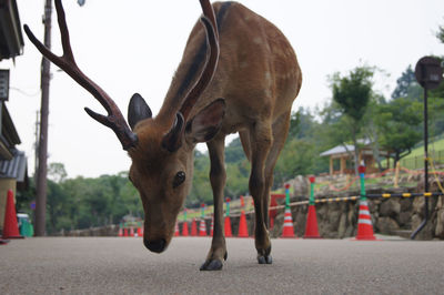 Deer on the road