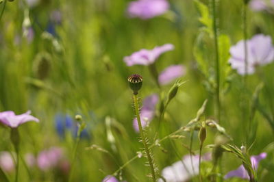 Close-up of purple flowering plant