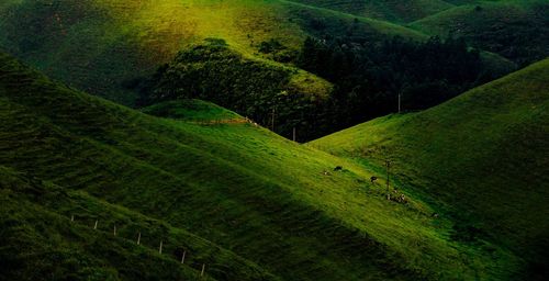 Scenic view of green landscape