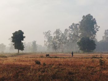 Tree on field against sky in morning 