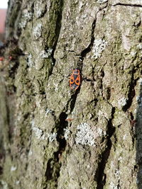 Close-up of ladybug on tree