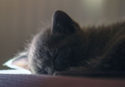 Close-up of cat sleeping on bed